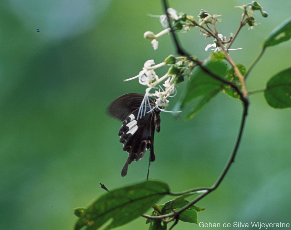 Papilio helenus Linnaeus, 1758